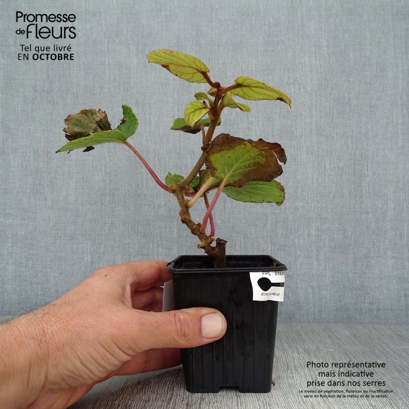 Exemplaar van Kiwi - Actinidia deliciosa Solissimo Kweekpotje van 8/9 cm zoals geleverd in de herfst