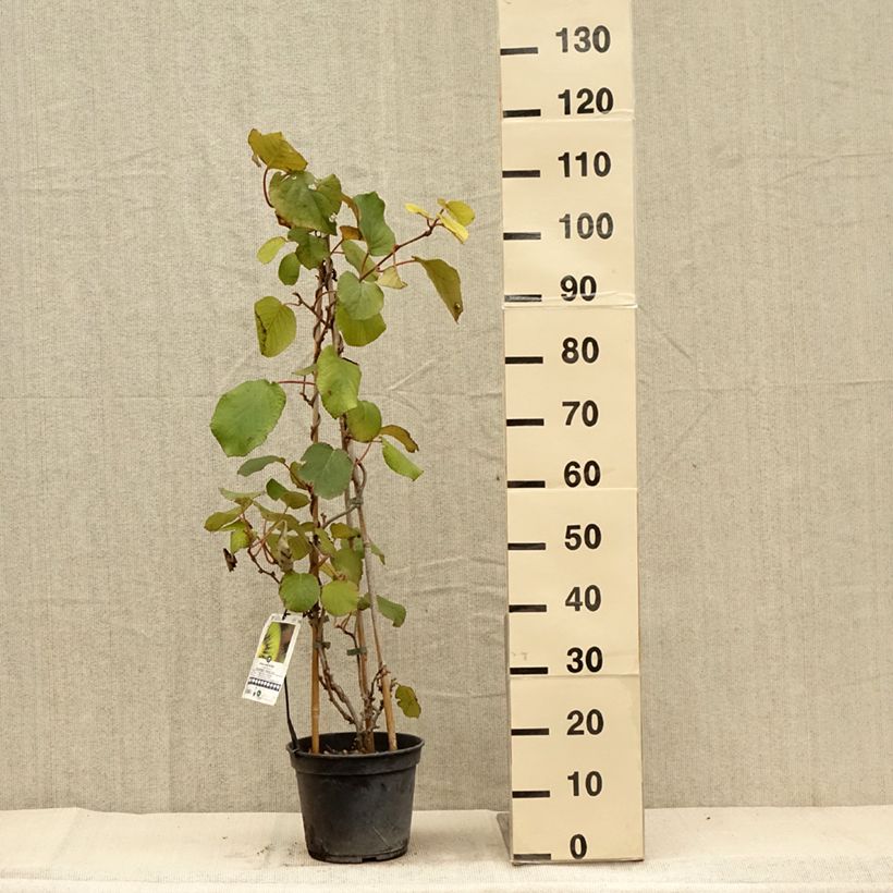 Exemplaar van Kiwi - Actinidia deliciosa Solissimo Pot van 4 l/5 l zoals geleverd in de herfst
