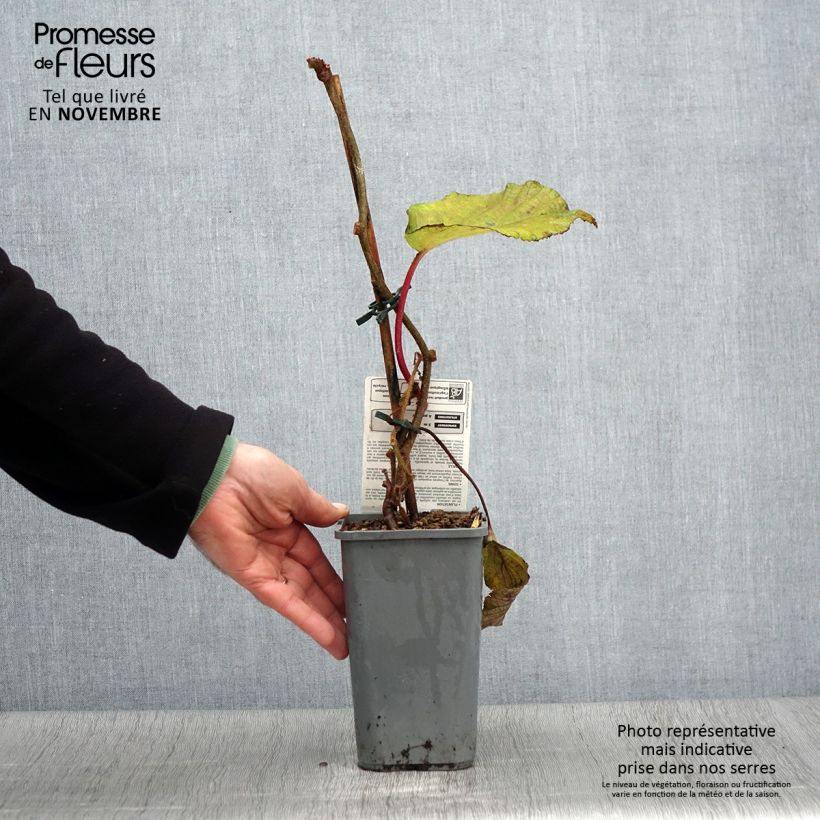 Exemplaar van Kiwi - Actinidia chinensis Solissimo BIO Pot van 1,5 l/2 l zoals geleverd in de herfst