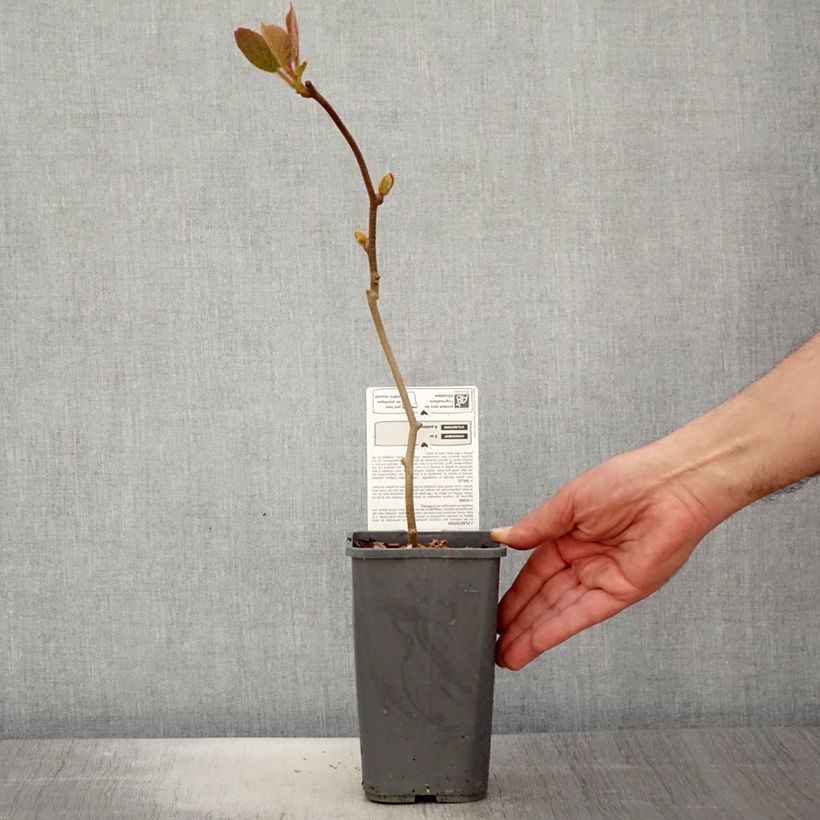 Example of Kiwi - Actinidia chinensis Solissimo BIO Pot van 1,5 l/2 l as you get in printemps