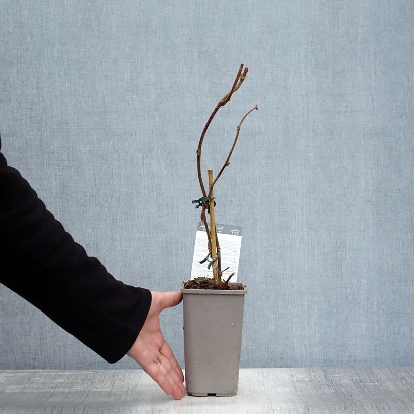 Exemplaar van Kiwi - Actinidia deliciosa Tomuri (mannelijk) Pot van 2 l/3 l zoals geleverd in de herfst