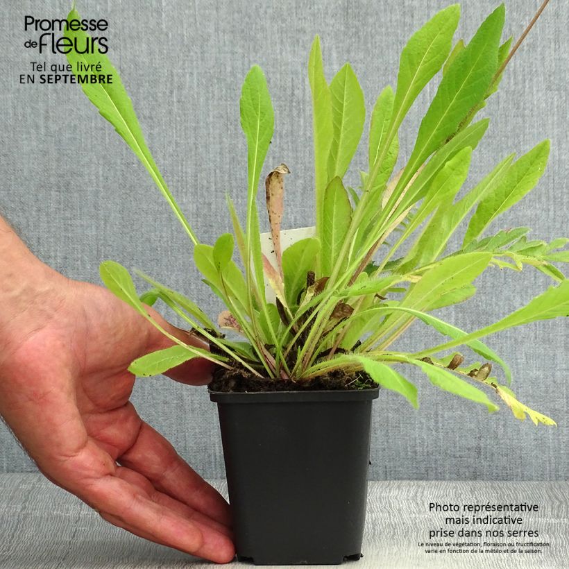 Exemplaar van Knautia arvensis - Beemdkroon Kweekpotje van 8/9 cm zoals geleverd in de zomer