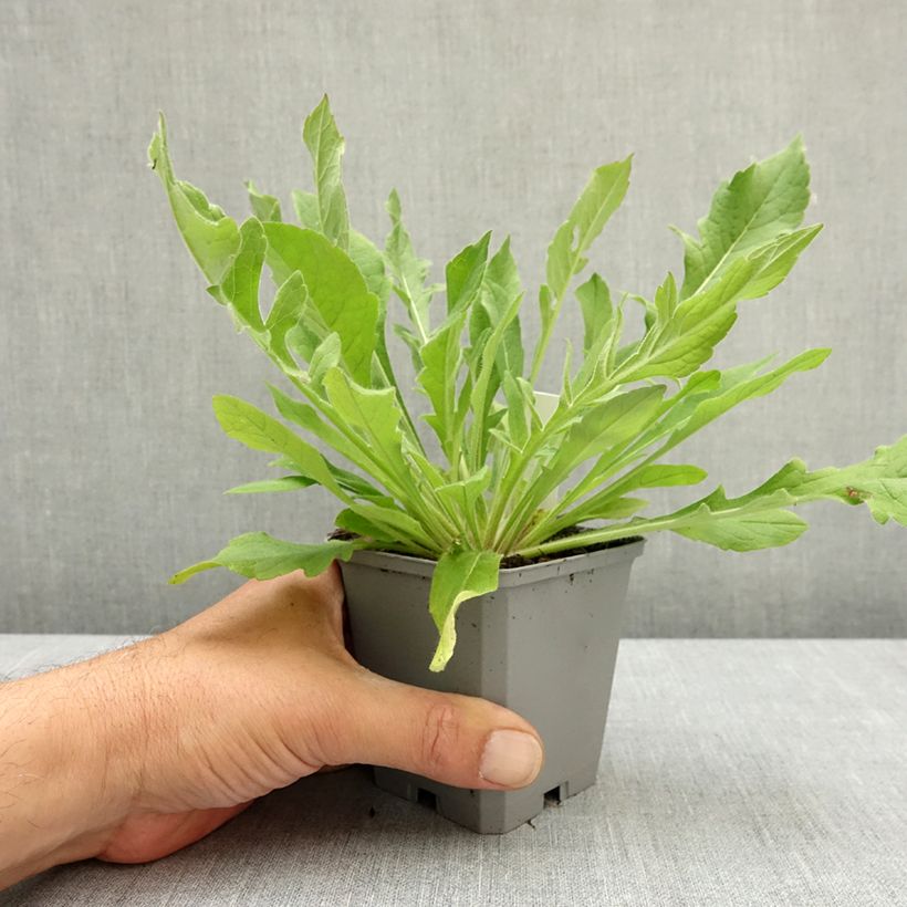 Exemplaar van Knautia macedonica Melton Pastels - Beemdkroon Kweekpotje van 8/9 cm zoals geleverd in de lente