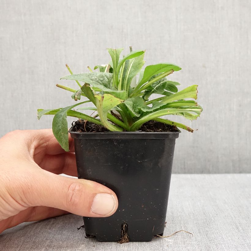 Exemplaar van Knautia macedonica Red Knight - Beemdkroon Kweekpotje van 8/9 cm zoals geleverd in de herfst