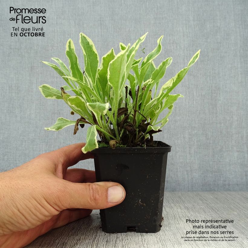 Exemplaar van Knautia macedonica Thunder and Lightning - Beemdkroon Kweekpotje van 8/9 cm zoals geleverd in de herfst