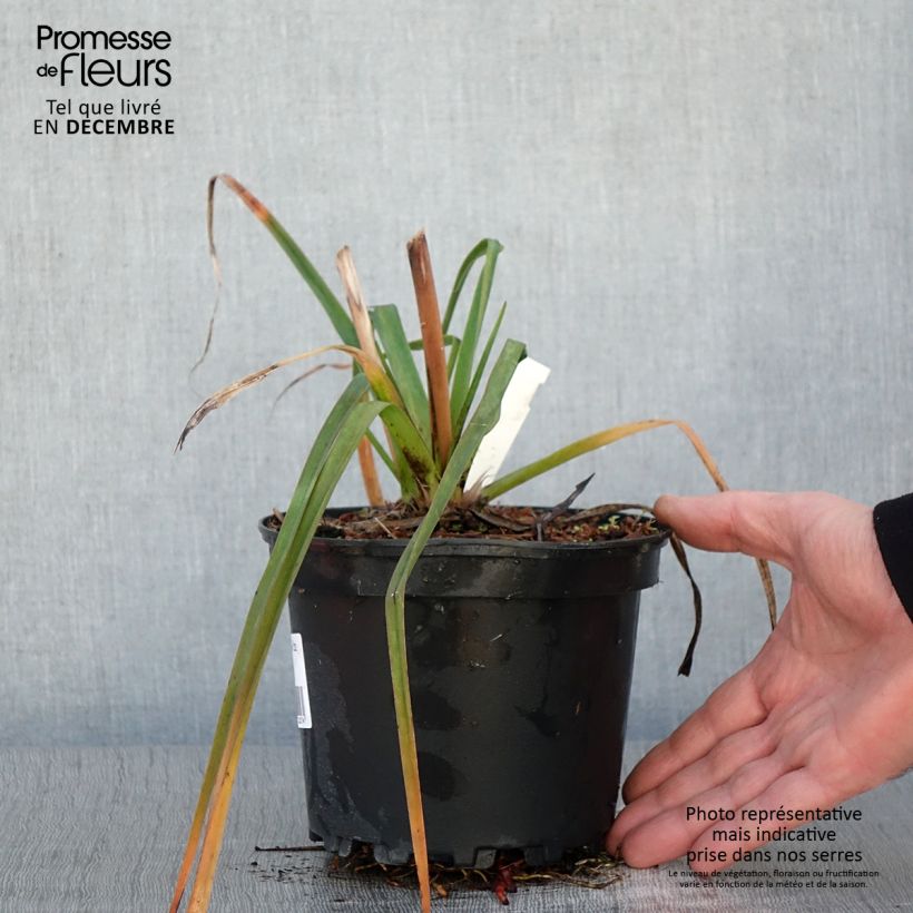 Exemplaar van Kniphofia Alcazar - Tritoma Alcazar Pot de 2L/3L zoals geleverd in de herfst