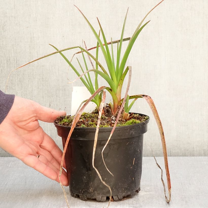 Exemplaar van Kniphofia Alcazar - Vuurpijl Pot van 2 l/3 l zoals geleverd in de lente