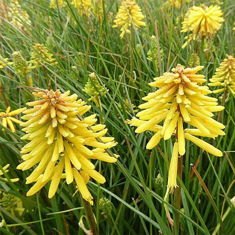 Kniphofia Banana Popsicle - Vuurpijl (Bloei)
