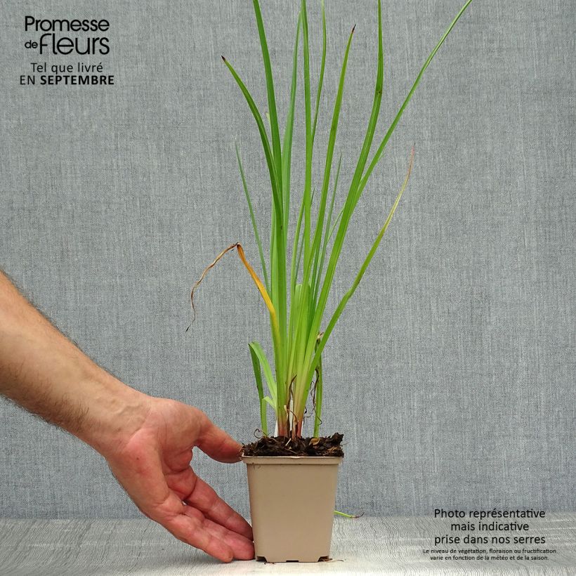 Exemplaar van Kniphofia citrina - Vuurpijl Kweekpotje van 8/9 cm zoals geleverd in de herfst