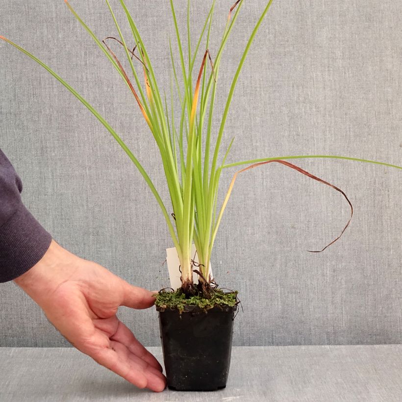 Exemplaar van Kniphofia Ice Queen - Vuurpijl Kweekpotje van 8/9 cm zoals geleverd in de herfst