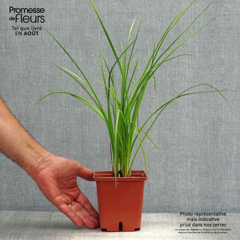 Exemplaar van Kniphofia Mango Popsicle - Vuurpijl Pot van 1 l/1,5 l zoals geleverd in de zomer