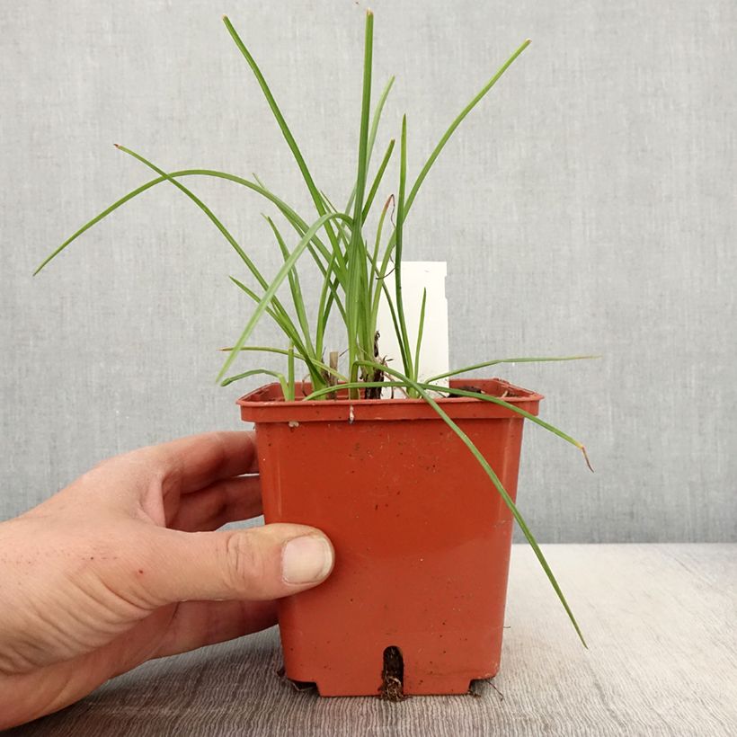 Exemplaar van Kniphofia Mango Popsicle - Vuurpijl Pot van 1 l/1,5 l zoals geleverd in de lente