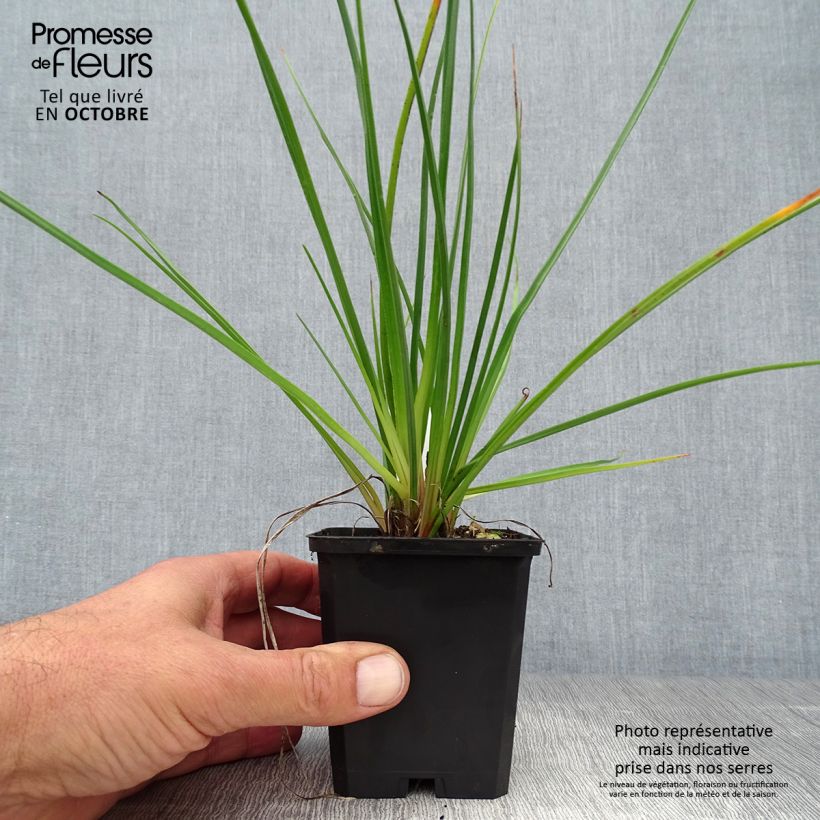 Exemplaar van Kniphofia Redhot Popsicle - Vuurpijl Kweekpotje van 8/9 cm zoals geleverd in de herfst
