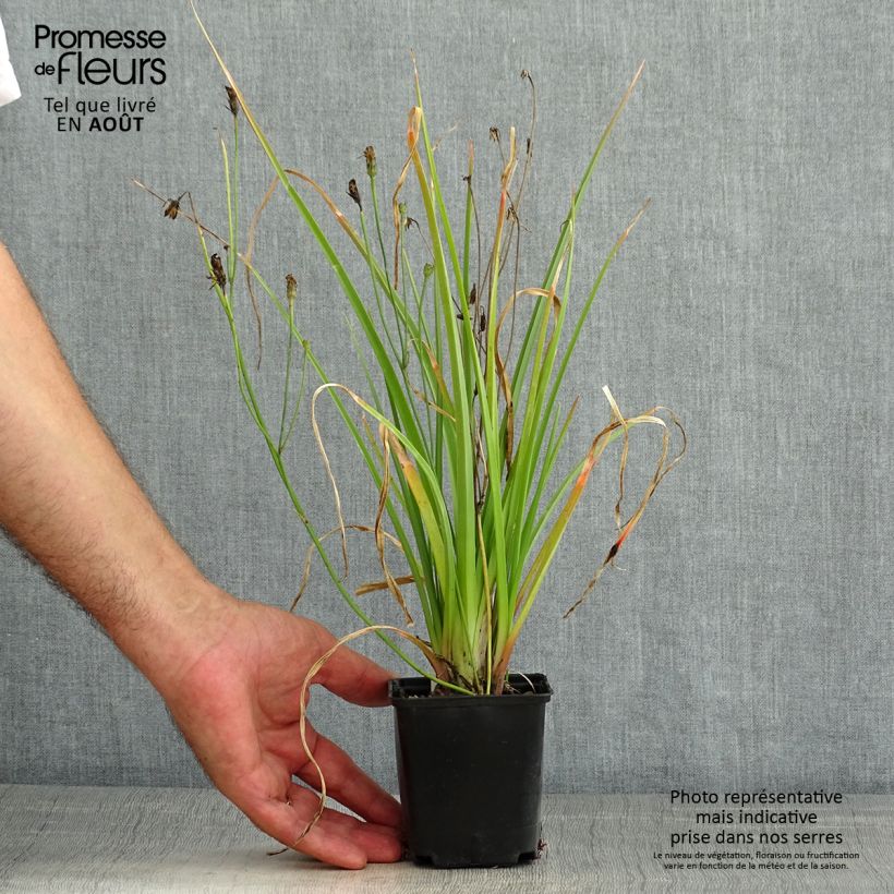 Exemplaar van Kniphofia Traffic Lights - Vuurpijl Kweekpotje van 8/9 cm zoals geleverd in de zomer