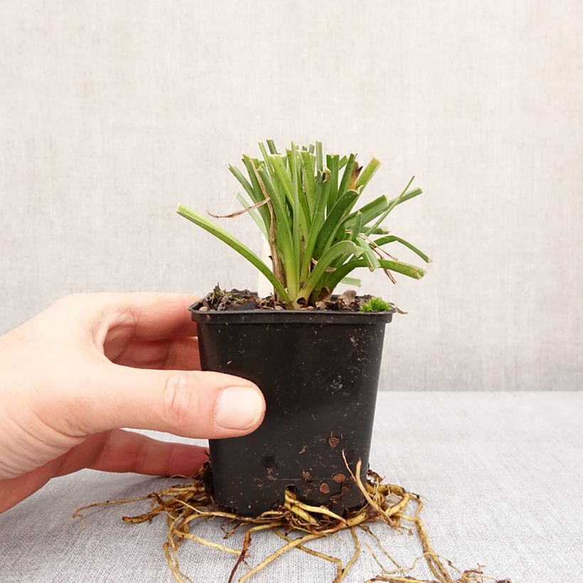 Exemplaar van Kniphofia Traffic Lights - Tritoma Godet de 8/9 cm zoals geleverd in de winter