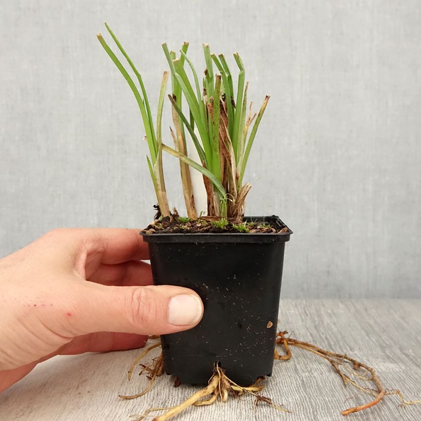 Exemplaar van Kniphofia Traffic Lights - Vuurpijl Kweekpotje van 8/9 cm zoals geleverd in de lente