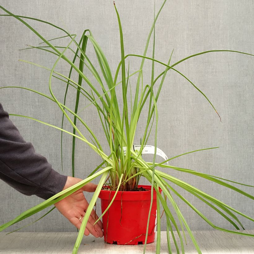 Exemplaar van Kniphofia uvaria Nobilis - Vuurpijl Pot van 3 l/4 l zoals geleverd in de zomer