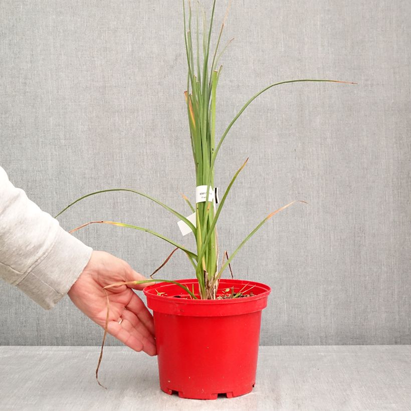 Exemplaar van Kniphofia uvaria Nobilis - Vuurpijl Pot van 3 l/4 l zoals geleverd in de lente