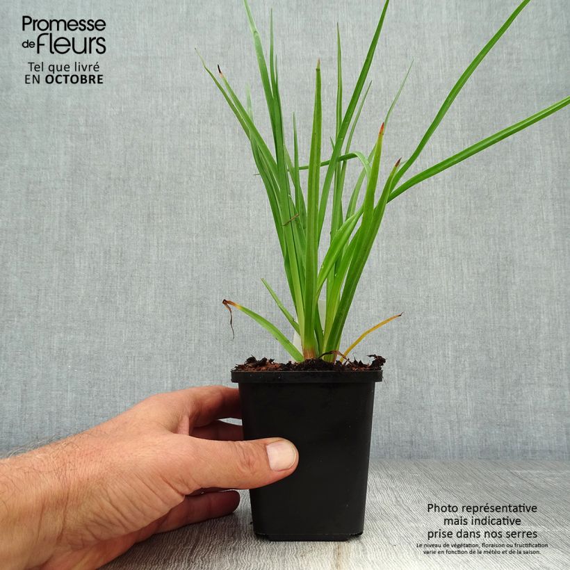 Exemplaar van Kniphofia uvaria - Vuurpijl Kweekpotje van 8/9 cm zoals geleverd in de herfst