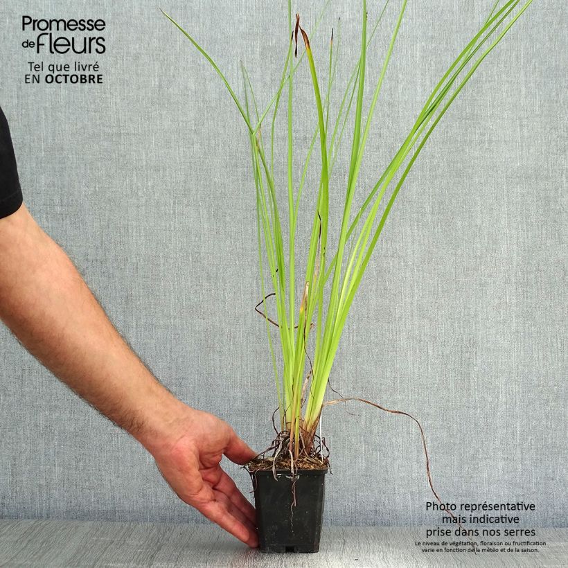 Exemplaar van Kniphofia Wrexham Buttercup - Vuurpijl Kweekpotje van 8/9 cm zoals geleverd in de herfst