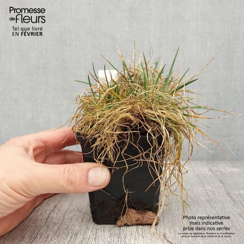 Exemplaar van Koeleria glauca - Koélérie bleue Godet de 8/9 cm zoals geleverd in de winter