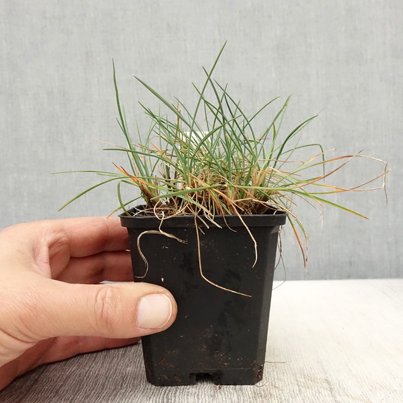 Exemplaar van Koeleria glauca - Fakkelgras Kweekpotje van 8/9 cm zoals geleverd in de lente