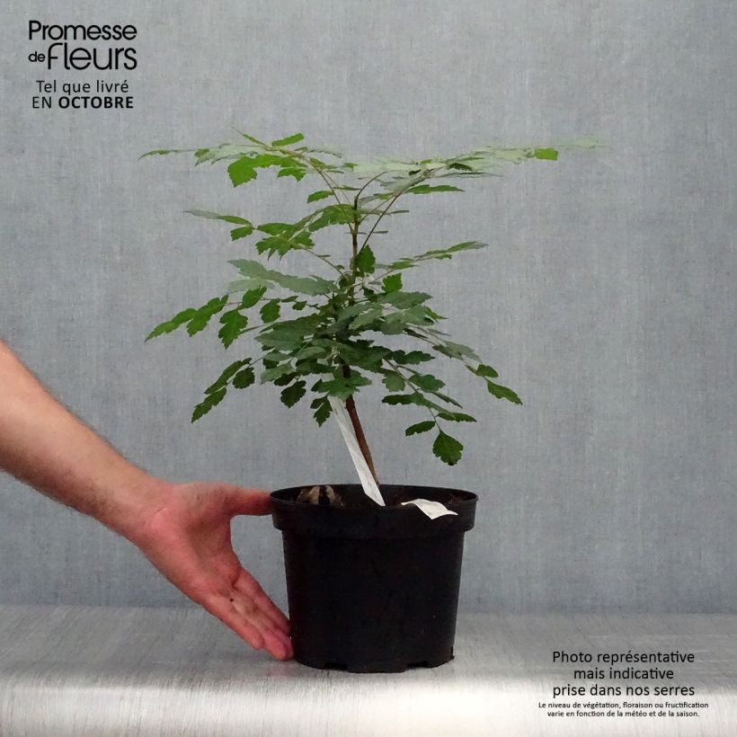 Exemplaar van Koelreuteria paniculata - Gele zeepboom Pot van 3 l/4 l zoals geleverd in de herfst