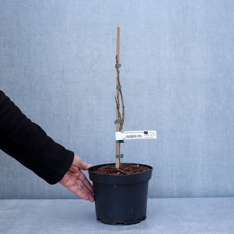 Exemplaar van Koelreuteria paniculata - Savonnier de Chine Pot de 3L/4L zoals geleverd in de winter