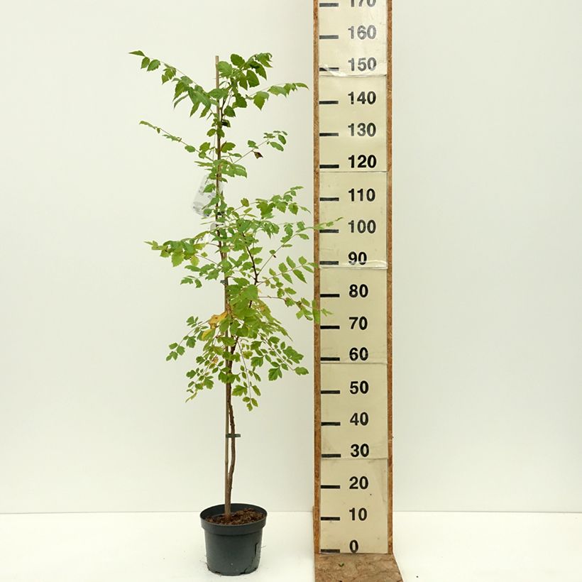Exemplaar van Koelreuteria paniculata - Gele zeepboom Pot van 7,5 l/10 l zoals geleverd in de zomer
