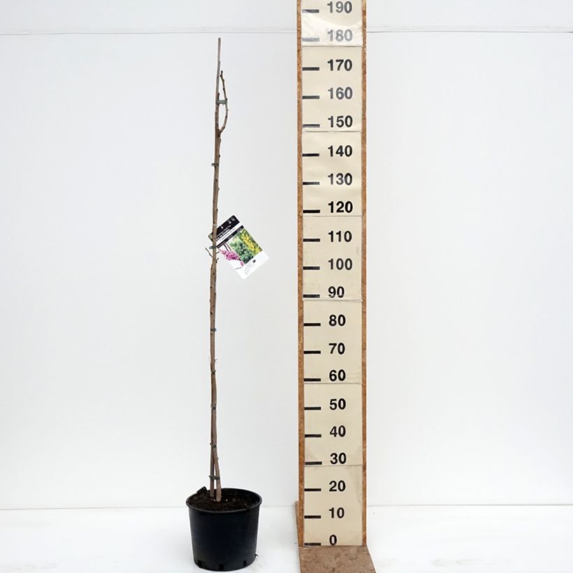 Example of Koelreuteria paniculata - Gele zeepboom Pot van 7,5 l/10 l as you get in hiver