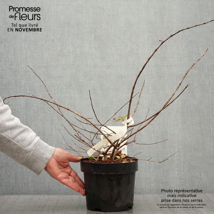 Exemplaar van Kolkwitzia amabilis - Koninginnenstruik Pot van 3 l/4 l zoals geleverd in de herfst