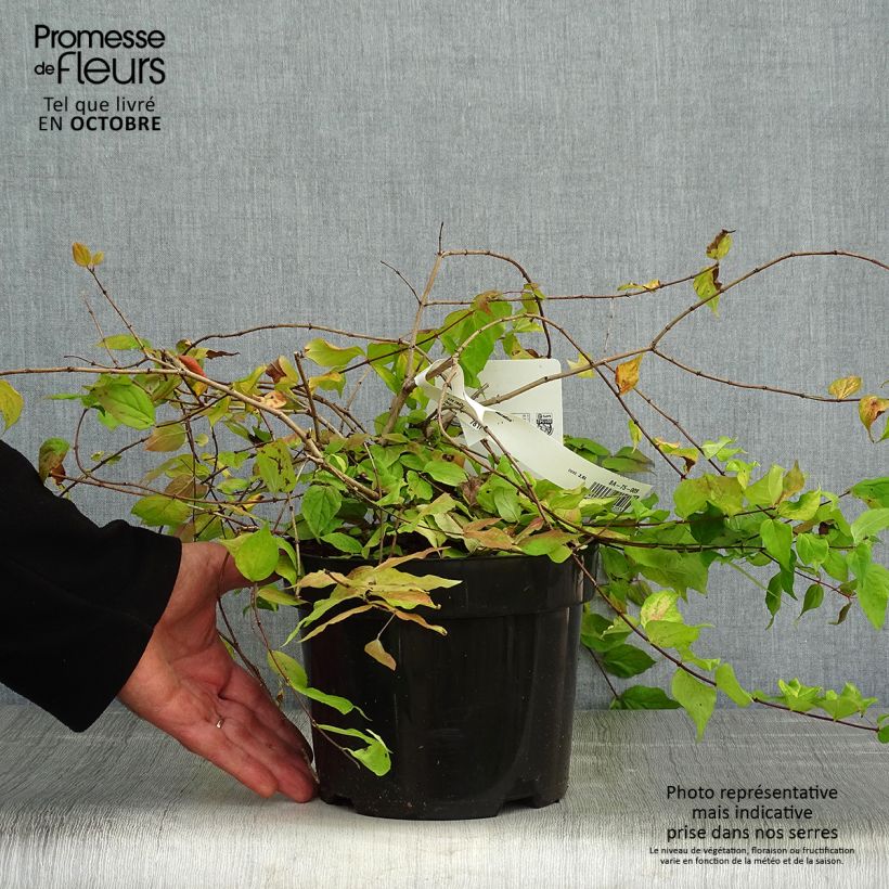 Exemplaar van Kolkwitzia amabilis Maradco - Koninginnenstruik Pot van 3 l/4 l zoals geleverd in de herfst