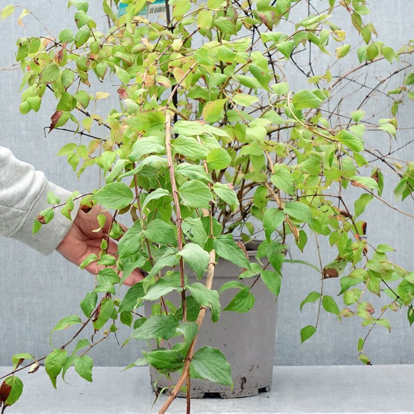 Exemplaar van Kolkwitzia amabilis Pink Cloud - Koninginnenstruik Pot van 6 l/7 l zoals geleverd in de zomer