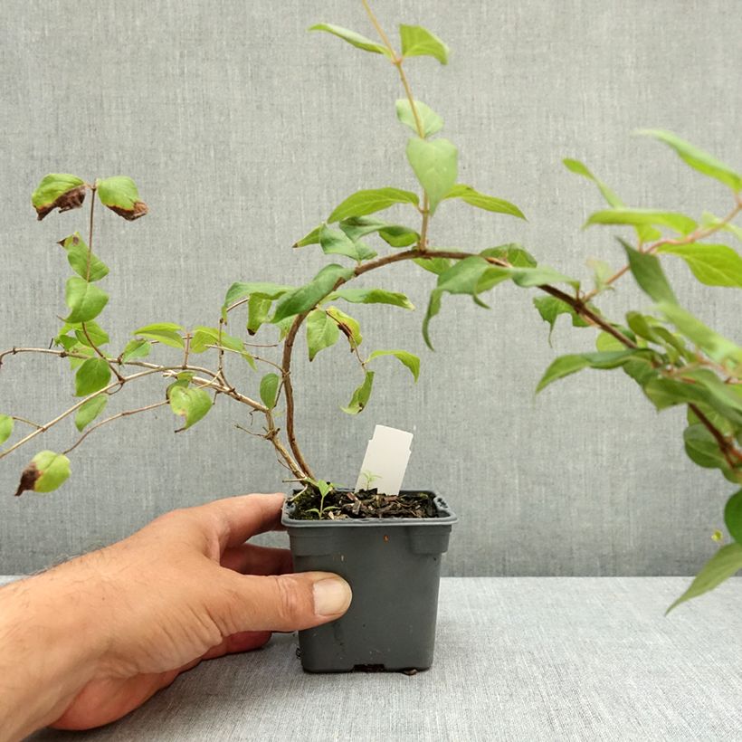 Exemplaar van Kolkwitzia amabilis Pink Cloud - Koninginnenstruik Kweekpotje van 8/9 cm zoals geleverd in de zomer