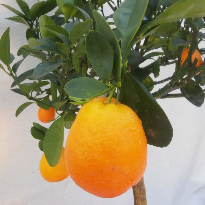 Kumquat Fukushu (Oogst)