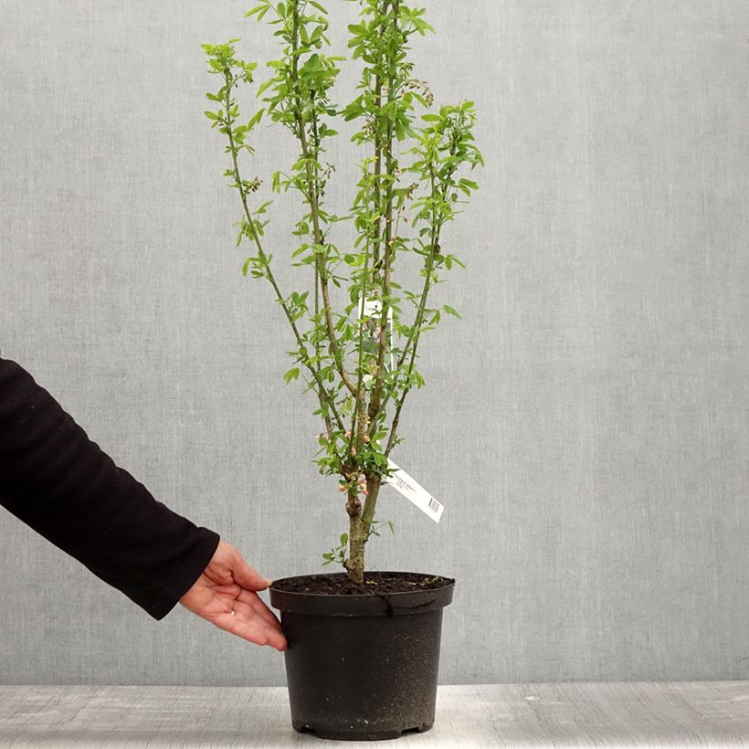 Example of Laburnocytisus adamii Pot van 4 l/5 l as you get in printemps