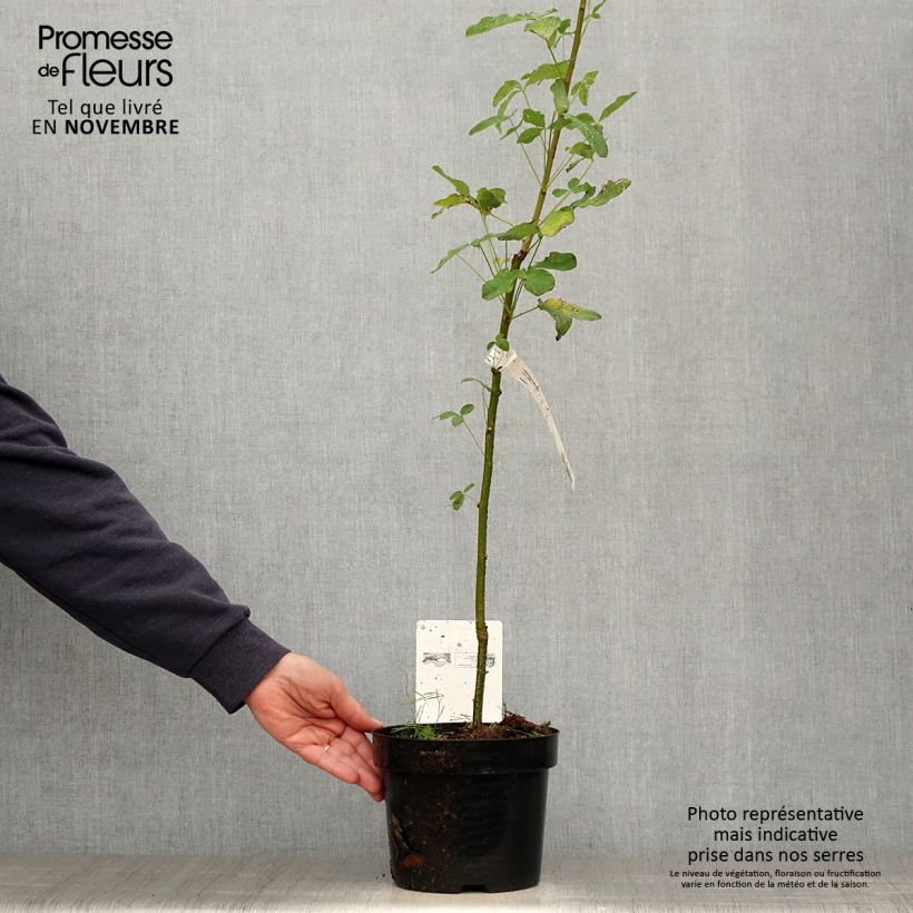 Exemplaar van Laburnum anagyroides - Goudenregen Pot van 2 l/3 l zoals geleverd in de herfst