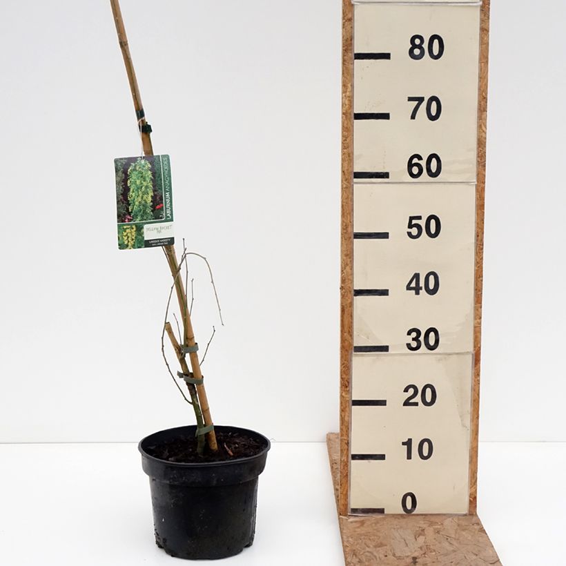 Exemplaar van Laburnum anagyroides Yellow Rocket - Goudenregen Pot van 4 l/5 l zoals geleverd in de winter