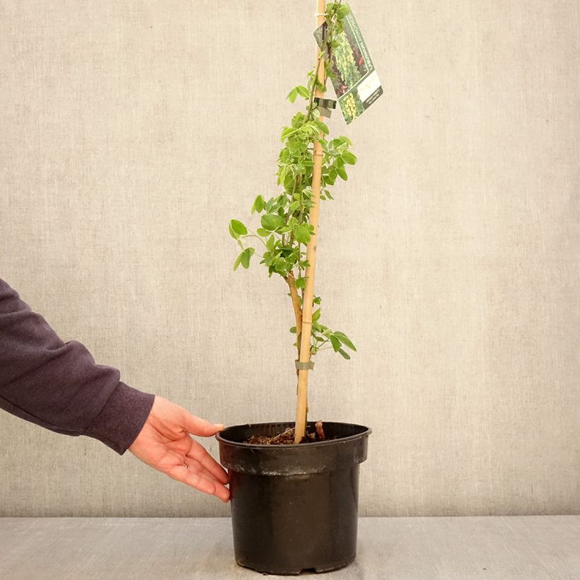 Exemplaar van Laburnum anagyroides Yellow Rocket - Goudenregen Pot van 4 l/5 l zoals geleverd in de lente