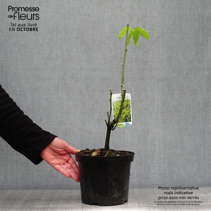 Exemplaar van Laburnum watereri Vossii - Goudenregen Pot van 3 l/4 l zoals geleverd in de herfst