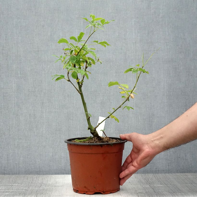Exemplaar van Laburnum watereri Vossii - Goudenregen Pot van 3 l/4 l zoals geleverd in de zomer