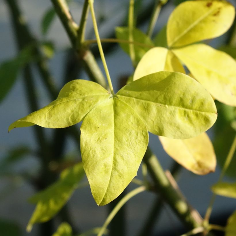 Laburnum watereri Vossii - Goudenregen (Blad)