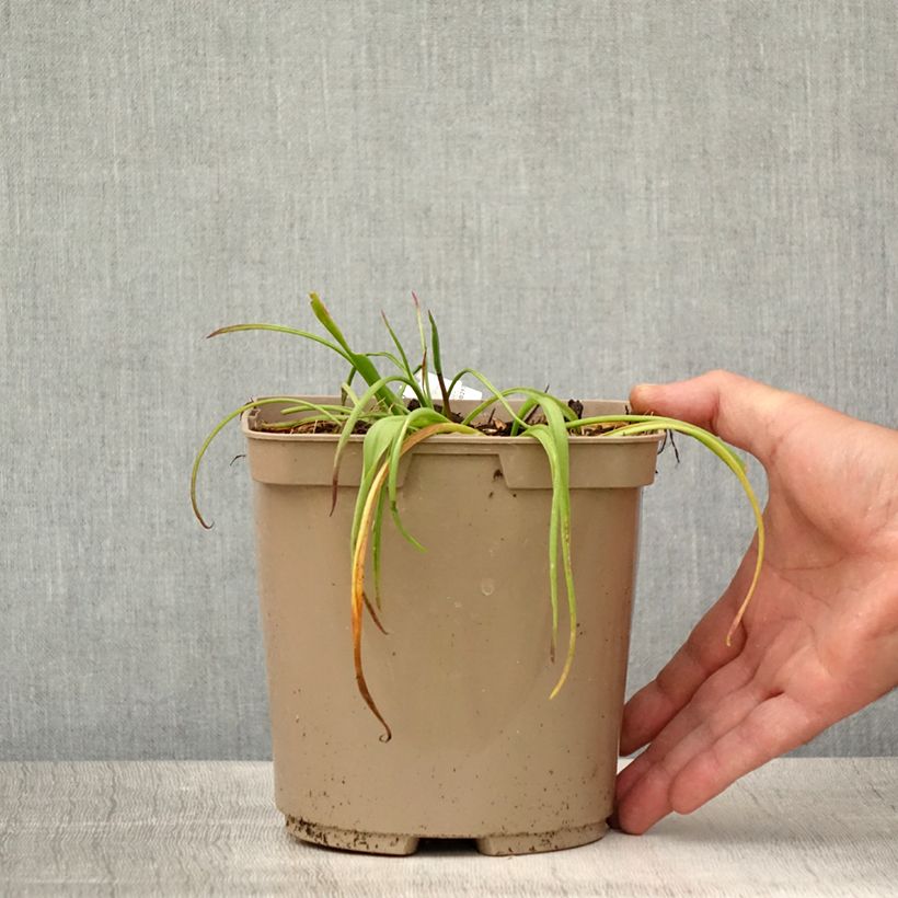 Exemplaar van Lachenalia African Beauty Namakwa - Kaapse hyacint Pot van 2 l/3 l zoals geleverd in de zomer