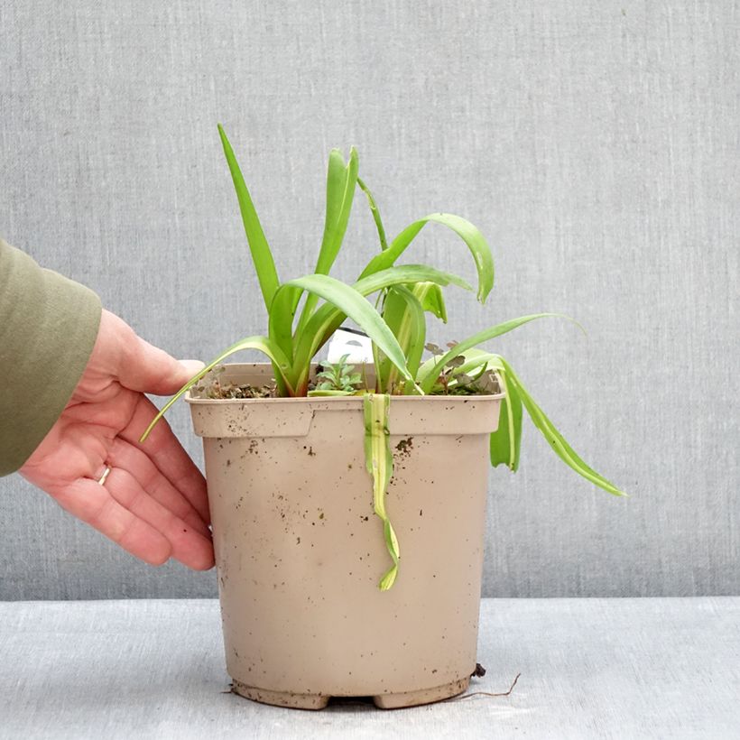 Exemplaar van Lachenalia Rosabeth - Kaapse hyacint Pot van 3 l/4 l zoals geleverd in de winter