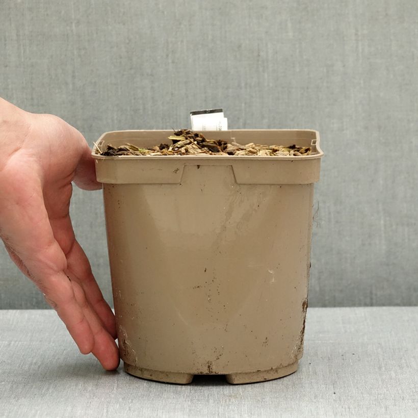Exemplaar van Lachenalia Rosabeth - Kaapse hyacint Pot van 3 l/4 l zoals geleverd in de lente