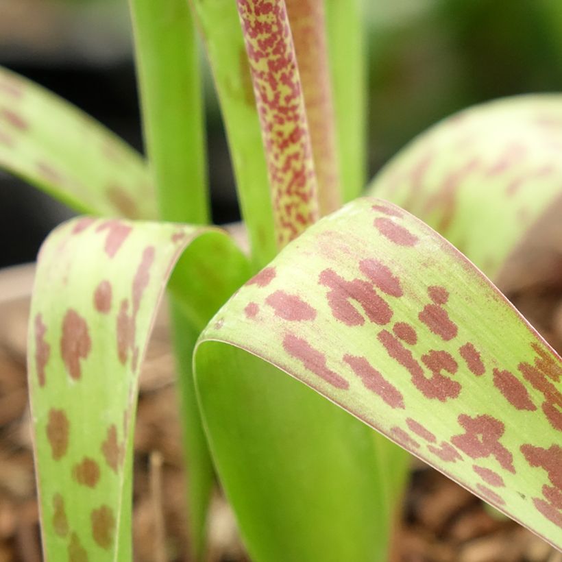 Lachenalia Rupert - Kaapse hyacint (Blad)