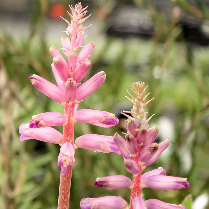 Lachenalia Rupert - Kaapse hyacint (Bloei)