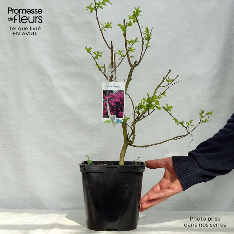 Exemplaar van Lagerstroemia indica Violet d'Eté - Indische sering Pot van 3 l/4 l zoals geleverd in de lente