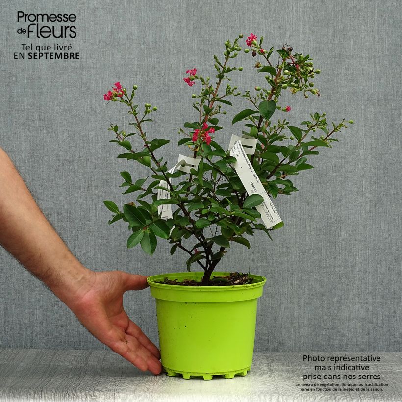 Exemplaar van Lagerstroemia indica Bergerac - Indische sering Pot van 3 l/4 l, Struik zoals geleverd in de herfst