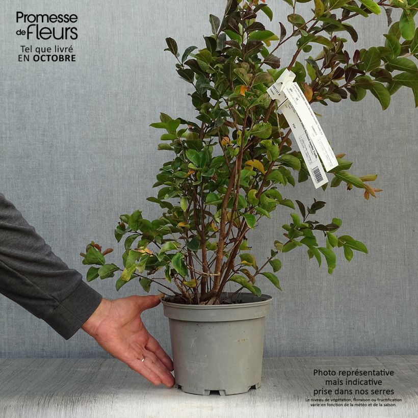 Exemplaar van Lagerstroemia indica Berlingot Menthe - Indische sering Pot van 3 l/4 l, Struik zoals geleverd in de herfst